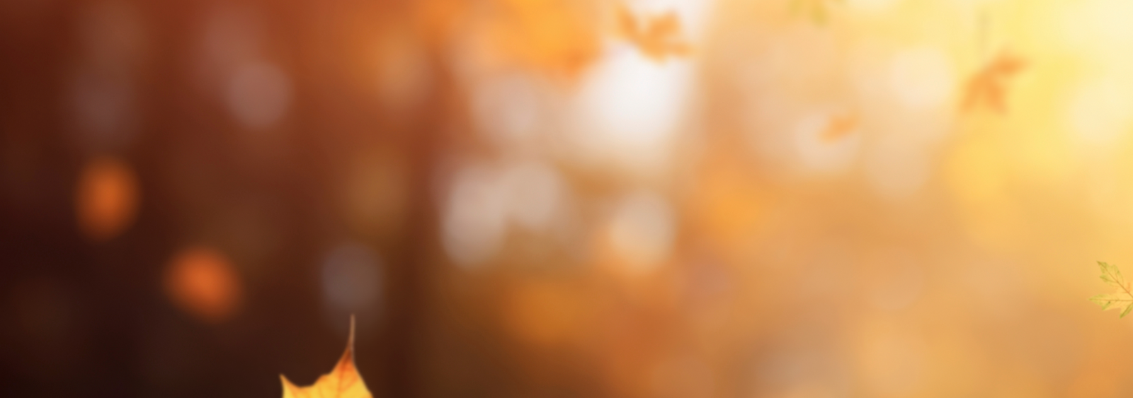 banner bg